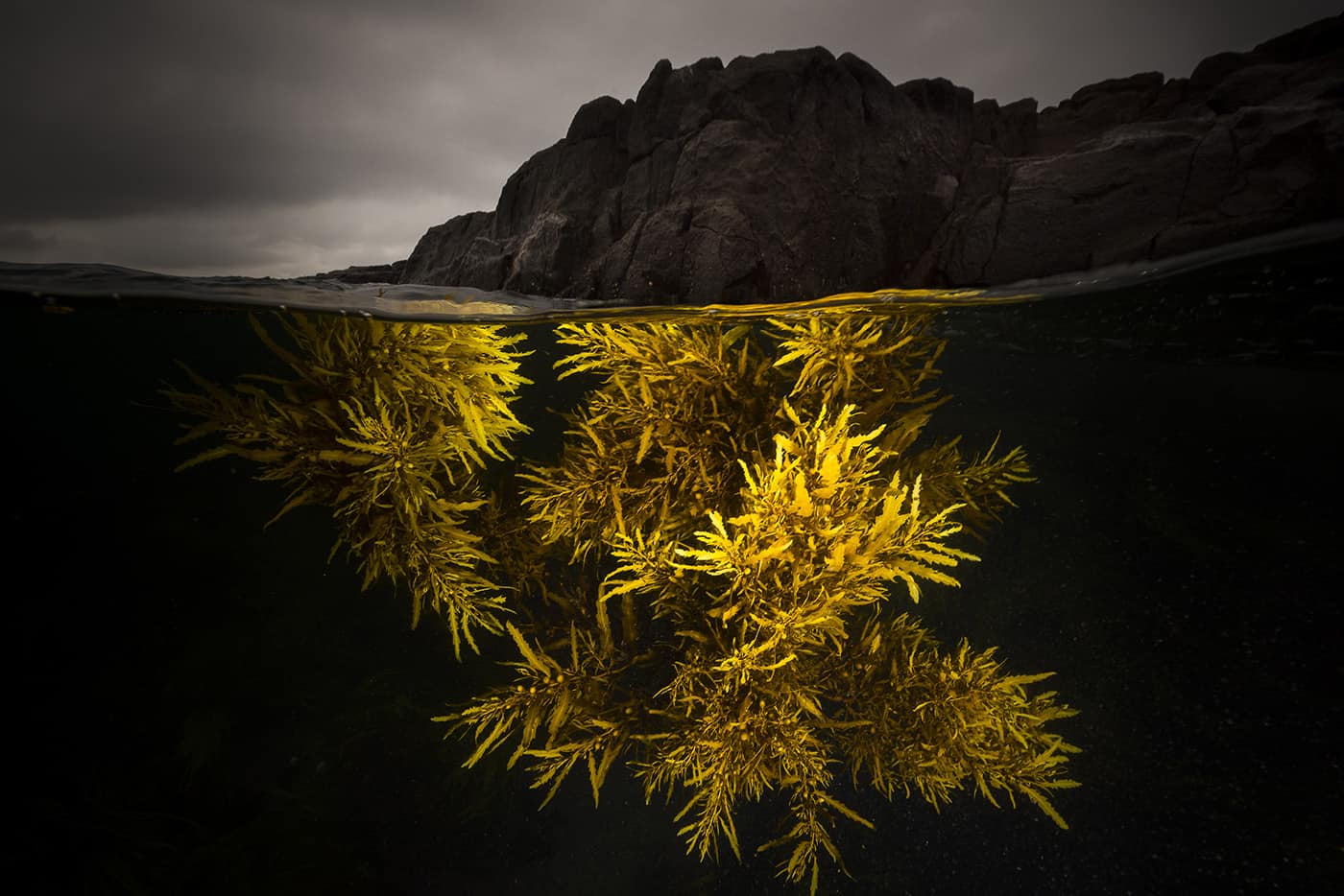 A Splash of Yellow - Foto Matthew Smith