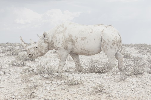 Rhino by Maroesjka