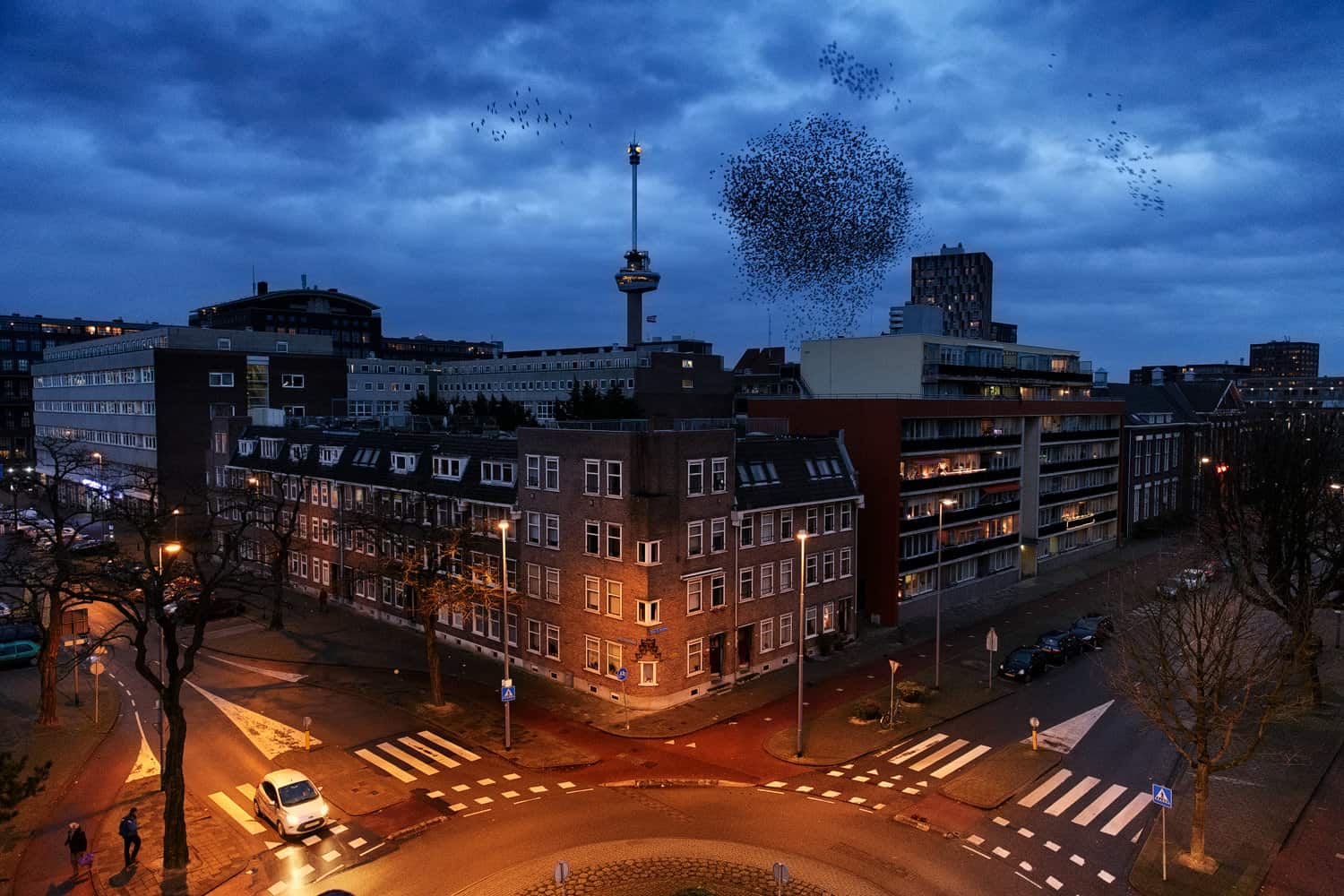 Foto uit de serie over spreeuwen in Rotterdam,een serie waarmee Jasper Doest in 2015 de categorie Natuur en Milieu won. 